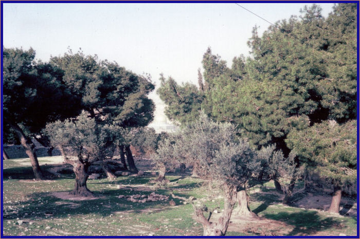 The Dome of the Rock through the Trees from the Mount of Olives